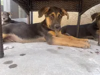 German, a male German Shepherd Dog for sale in Menifee, CA – 4 of 4