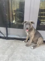Grey, a male German Shepherd Dog for sale in Menifee, CA – 2 of 2