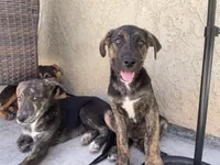 Galaxy, a male German Shepherd Dog for sale in Menifee, CA – 2 of 3