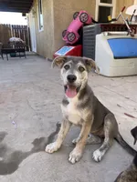 Nala, a female Catahoula Leopard Dog and German Shepherd Dog for sale in Menifee, CA – 1 of 2
