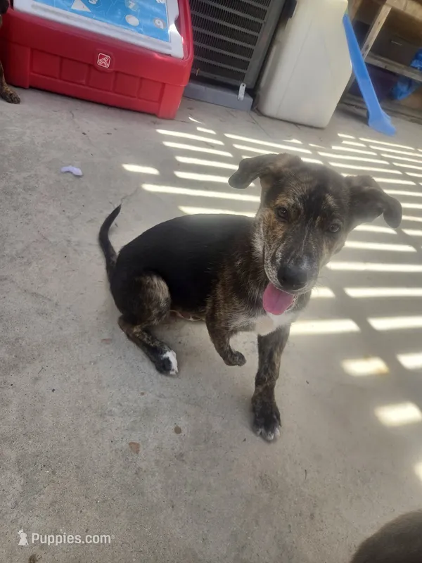 Nemo – Catahoula Leopard Dog, German Shepherd Dog puppy for sale in Menifee, CA