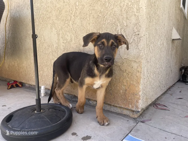 German, a male German Shepherd Dog for sale in Menifee, CA – 1 of 4