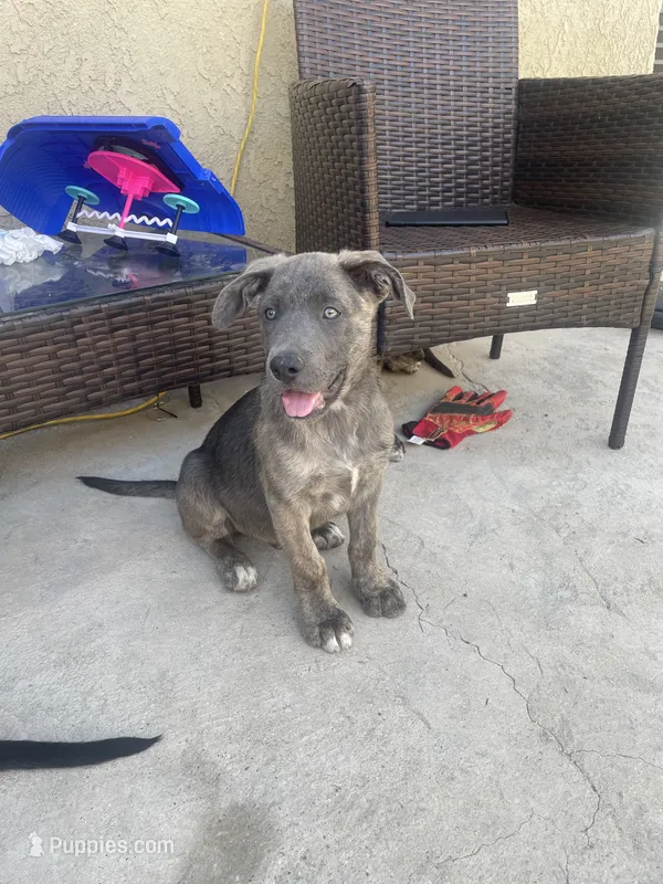 Grey, a male German Shepherd Dog for sale in Menifee, CA – 1 of 2