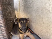 German, a male German Shepherd Dog for sale in Menifee, CA – 2 of 4