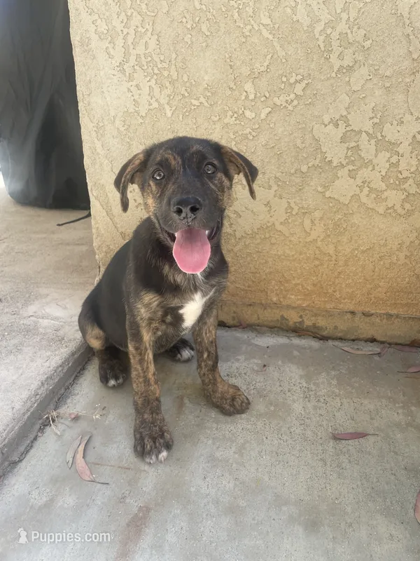 Galaxy, a male German Shepherd Dog for sale in Menifee, CA – 1 of 3
