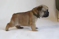 Camo collar , a male French Bulldog for sale in Galesburg, IL – Photo 2 of 3