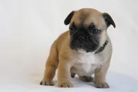 Camo collar , a male French Bulldog for sale in Galesburg, IL – Photo 1 of 3