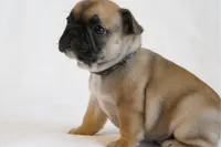 Camo collar , a male French Bulldog for sale in Galesburg, IL – Photo 3 of 3