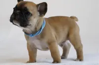 Blue collar , a male French Bulldog for sale in Galesburg, IL – Photo 2 of 3