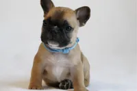 Blue collar , a male French Bulldog for sale in Galesburg, IL – Photo 3 of 3