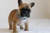 Blue collar , a male French Bulldog for sale in Galesburg, IL – Photo 1 of 3