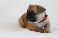 Red collar , a male French Bulldog for sale in Galesburg, IL – Photo 3 of 3