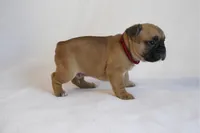 Red collar , a male French Bulldog for sale in Galesburg, IL – Photo 2 of 3