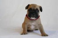 Red collar , a male French Bulldog for sale in Galesburg, IL – Photo 1 of 3