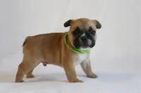 Green collar , a male French Bulldog for sale in Galesburg, IL – Photo 2 of 3