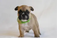 Green collar , a male French Bulldog for sale in Galesburg, IL – Photo 1 of 3