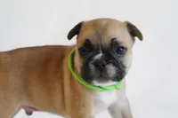 Green collar , a male French Bulldog for sale in Galesburg, IL – Photo 3 of 3