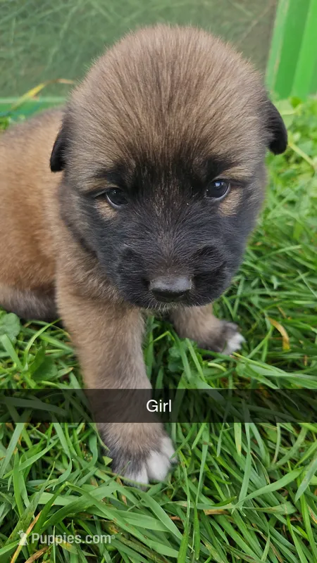 Clio – German Shepherd Dog, Great Pyrenees puppy for sale in New Germany, MN