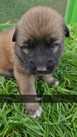 Clio, a female German Shepherd Dog and Great Pyrenees for sale in New Germany, MN – 1 of 1