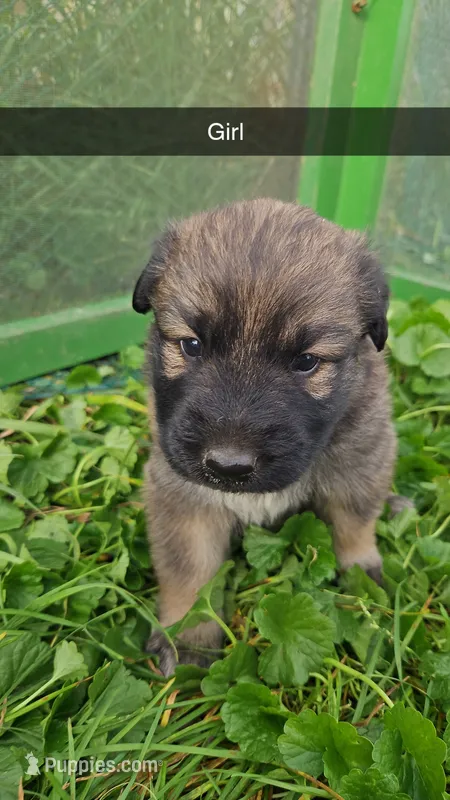 Iris – German Shepherd Dog, Great Pyrenees puppy for sale in New Germany, MN