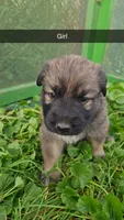 Iris, a female German Shepherd Dog and Great Pyrenees for sale in New Germany, MN – 1 of 1