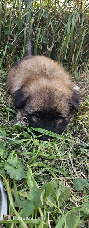 Clio – German Shepherd Dog, Great Pyrenees puppy for sale in New Germany, MN