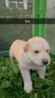 Apollo, a male German Shepherd Dog and Great Pyrenees for sale in New Germany, MN – 1 of 1