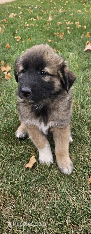 Persephone – German Shepherd Dog, Great Pyrenees puppy for sale in New Germany, MN