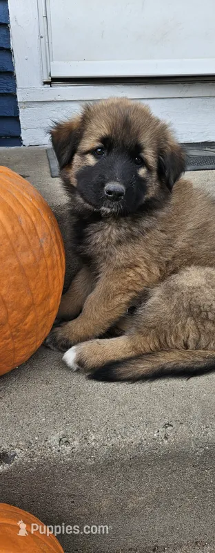 Clio – German Shepherd Dog, Great Pyrenees puppy for sale in New Germany, MN