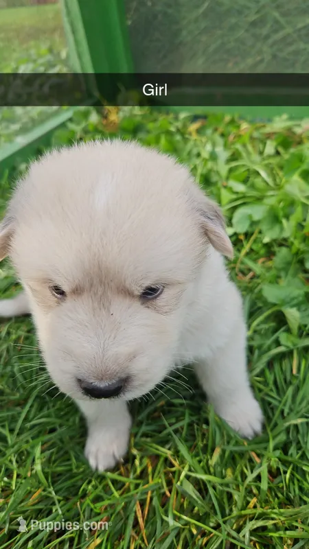 Selene – German Shepherd Dog, Great Pyrenees puppy for sale in New Germany, MN