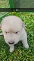 Selene, a female German Shepherd Dog and Great Pyrenees for sale in New Germany, MN – 1 of 1