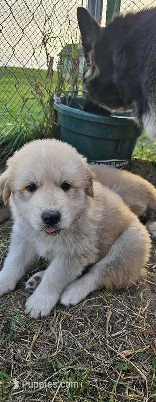Zeus – German Shepherd Dog, Great Pyrenees puppy for sale in New Germany, MN