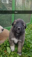 Persephone, a female German Shepherd Dog and Great Pyrenees for sale in New Germany, MN – 1 of 1