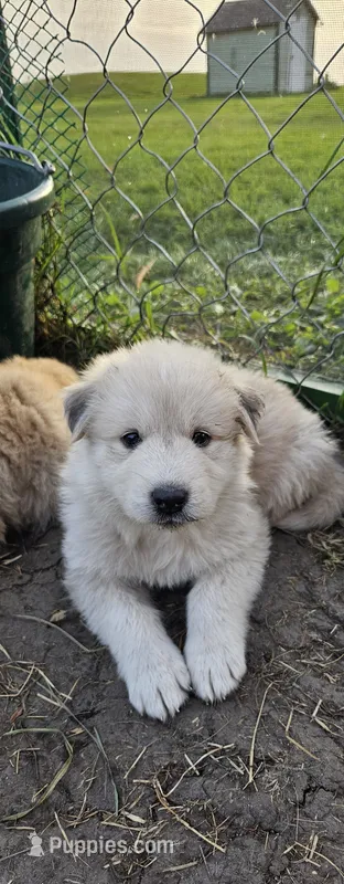 Selene – German Shepherd Dog, Great Pyrenees puppy for sale in New Germany, MN