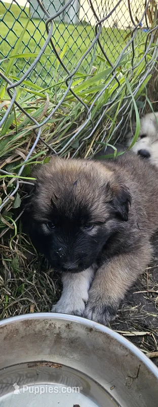Persephone – German Shepherd Dog, Great Pyrenees puppy for sale in New Germany, MN