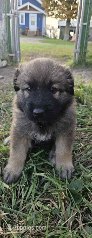 Iris – German Shepherd Dog, Great Pyrenees puppy for sale in New Germany, MN