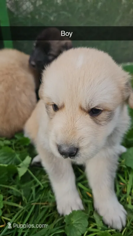 Zeus – German Shepherd Dog, Great Pyrenees puppy for sale in New Germany, MN