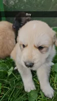 Zeus, a male German Shepherd Dog and Great Pyrenees for sale in New Germany, MN – 1 of 1
