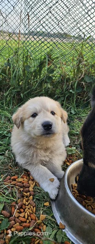 Apollo – German Shepherd Dog, Great Pyrenees puppy for sale in New Germany, MN