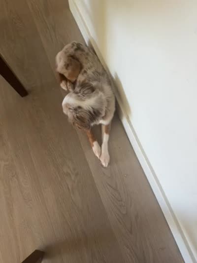 Mapple, a  Toy Australian Shepherd for sale in Puyallup, WA – 4 of 4