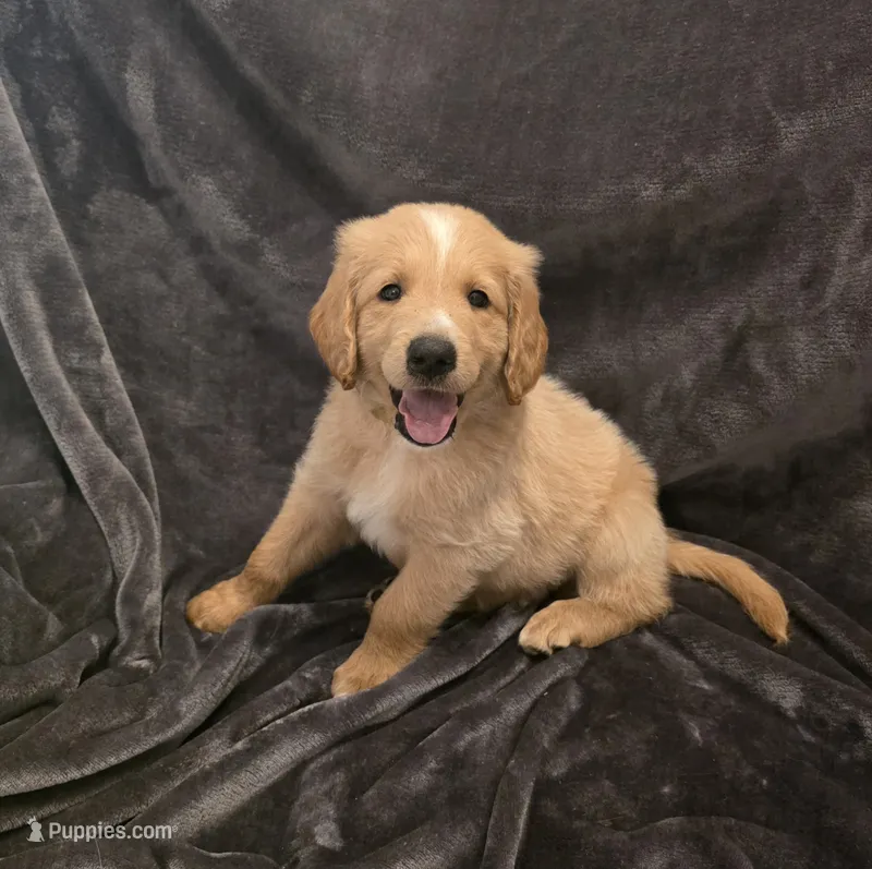 Sunny – Goldendoodle puppy for sale in Fort Myers, FL