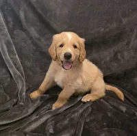 Sunny, a male Goldendoodle for sale in Fort Myers, FL – 1 of 5