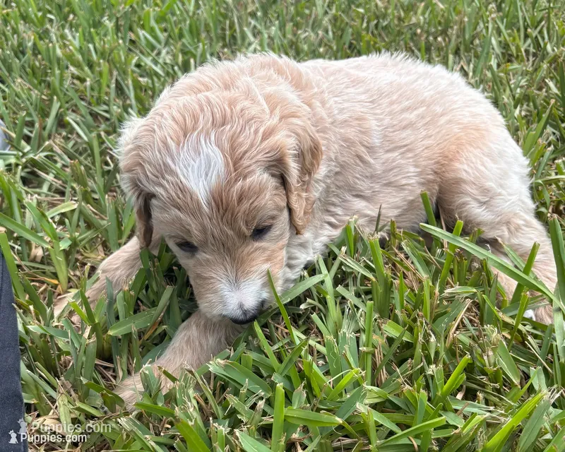 Moon – Goldendoodle puppy for sale in Fort Myers, FL