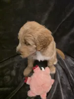 Mack, a male Goldendoodle for sale in Fort Myers, FL – 6 of 6