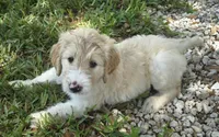 Manny, a male Goldendoodle for sale in Fort Myers, FL – 1 of 2