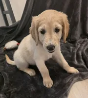 Missy, a female Goldendoodle for sale in Fort Myers, FL – 1 of 6