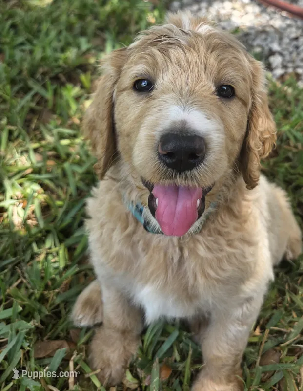 Moon – Goldendoodle puppy for sale in Fort Myers, FL