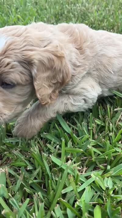 Moon, a male Goldendoodle for sale in Fort Myers, FL – 2 of 2