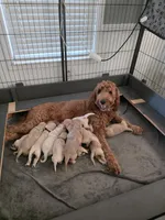 Missy, a female Goldendoodle for sale in Fort Myers, FL – 5 of 6