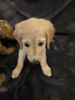Missy, a female Goldendoodle for sale in Fort Myers, FL – 2 of 6